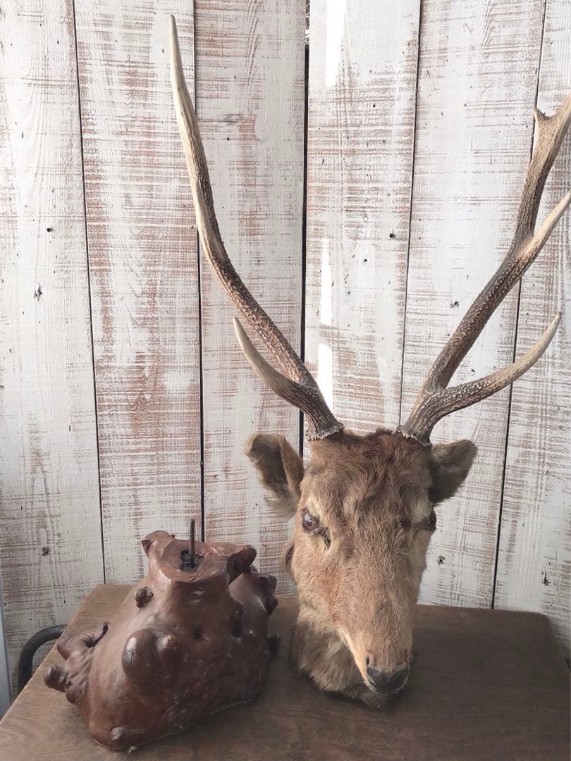 ヴィンテージ　鹿　剥製　土台付き