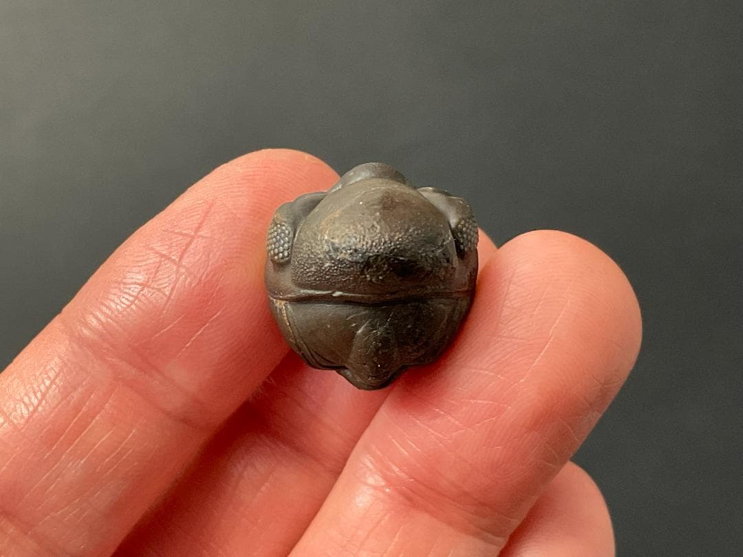 リードプス [PH101] 三葉虫 化石 ファコプス