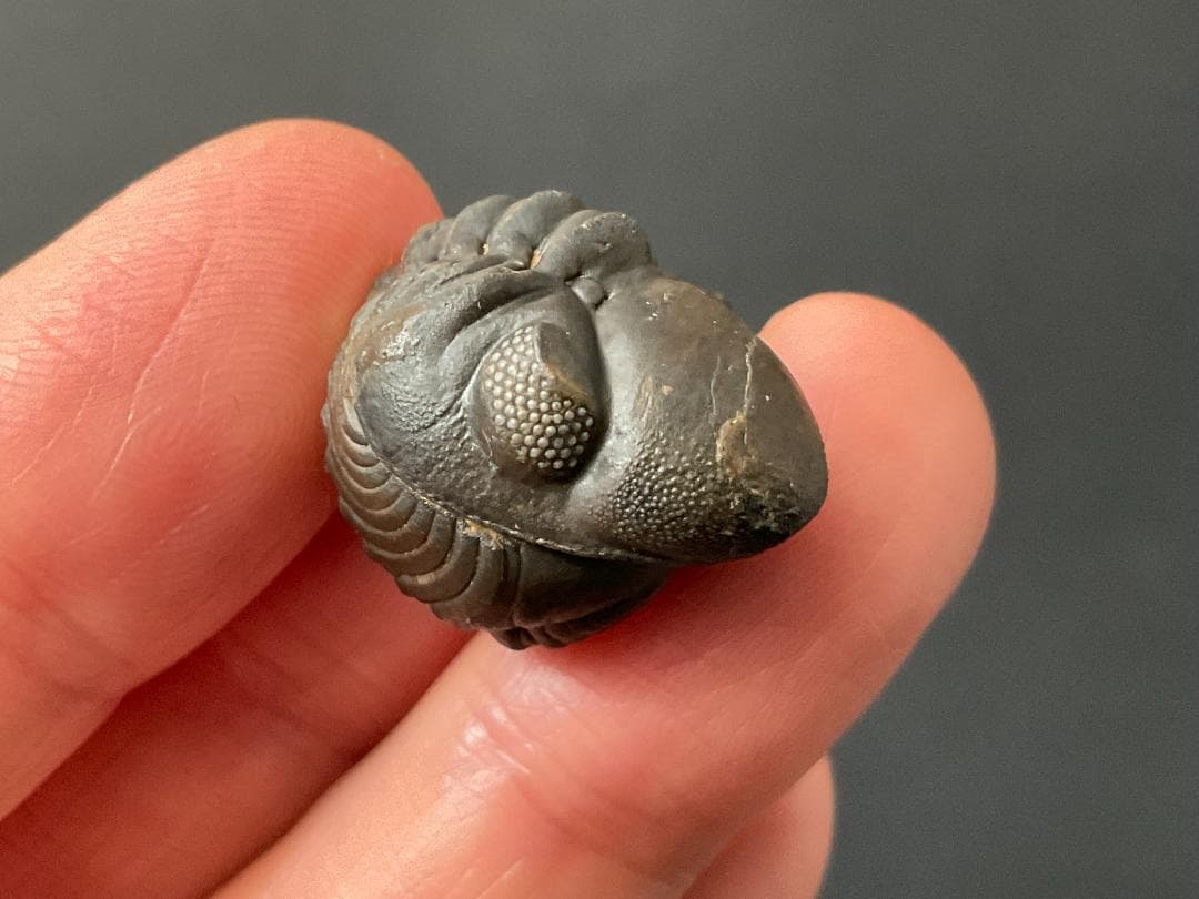 リードプス [PH101] 三葉虫 化石 ファコプス