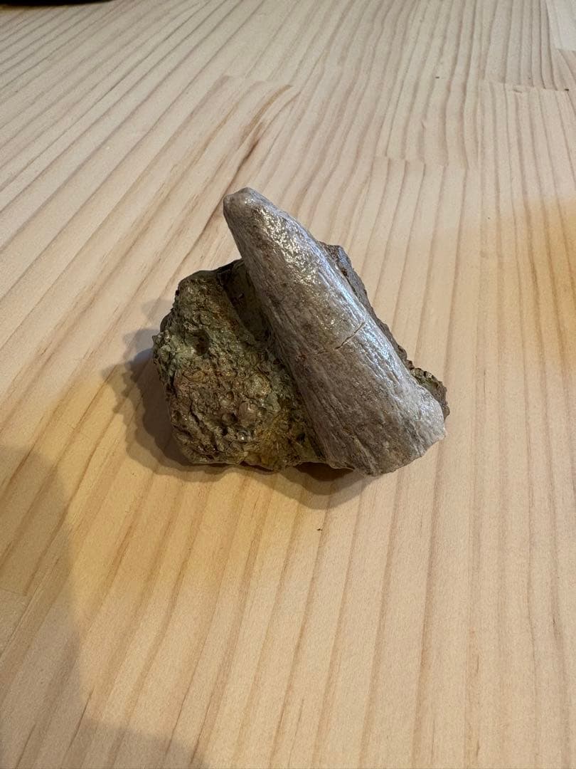 新種のアンキロサウルス　スピコメルスの棘　化石