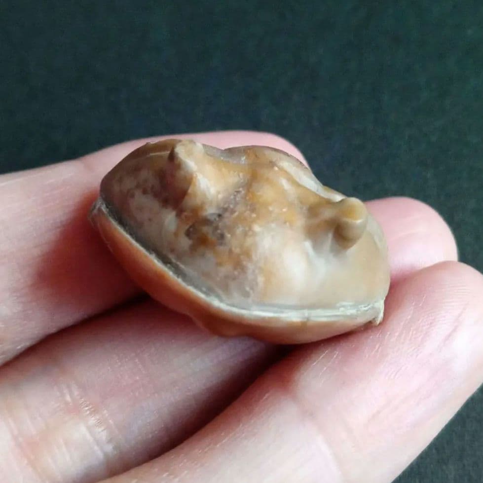 化石　三葉虫　ロシア産　防御姿勢　エンロール　美麗標本　極めて希少