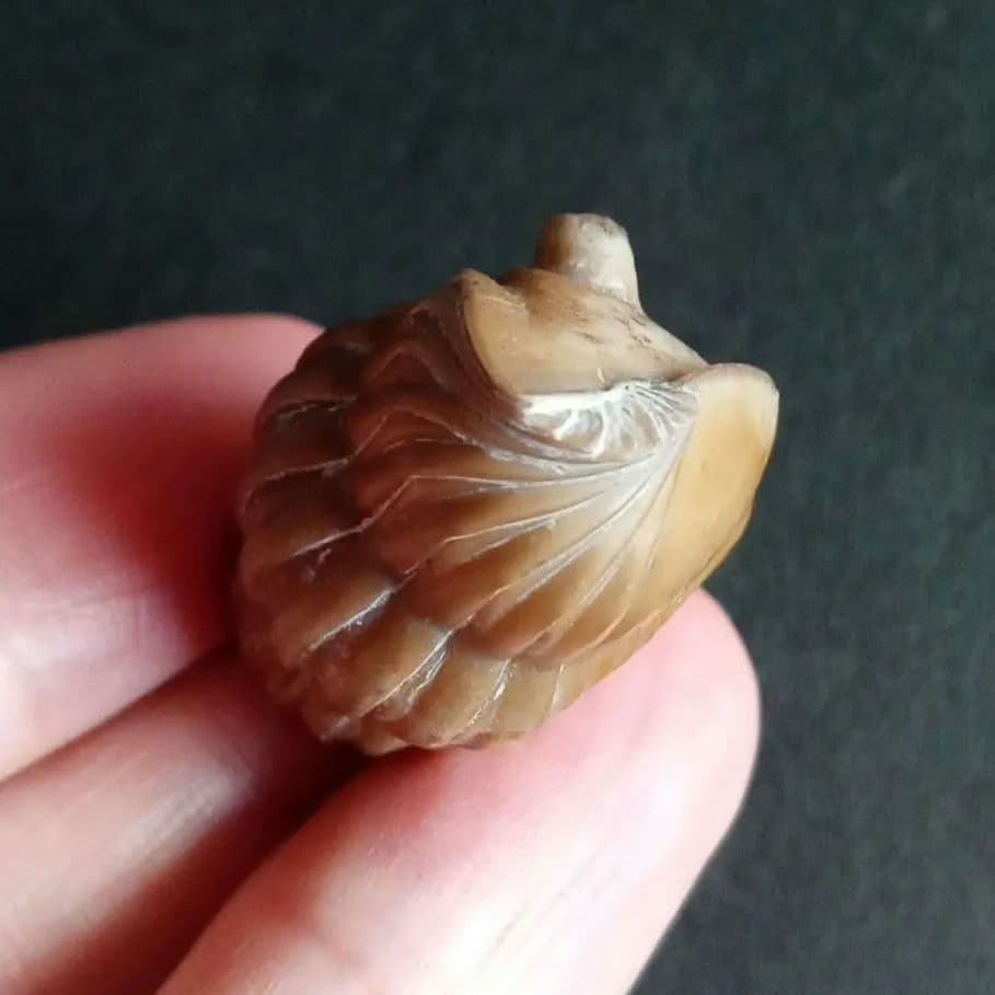 化石　三葉虫　ロシア産　防御姿勢　エンロール　美麗標本　極めて希少