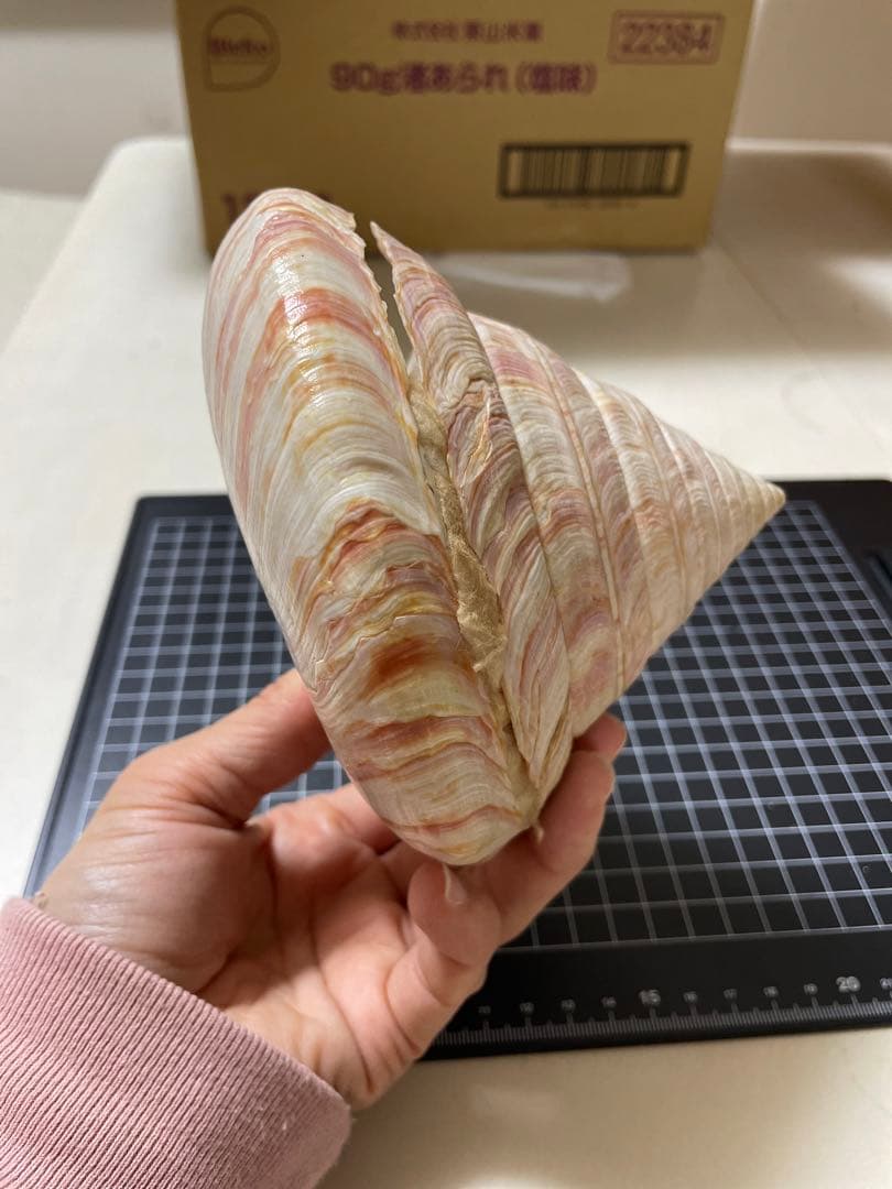 貝殻　標本　オキナエビス　特大