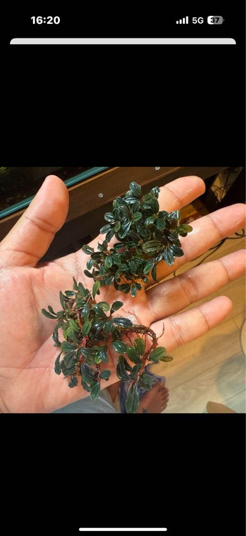 ブセファランドラ ミニファントムセット