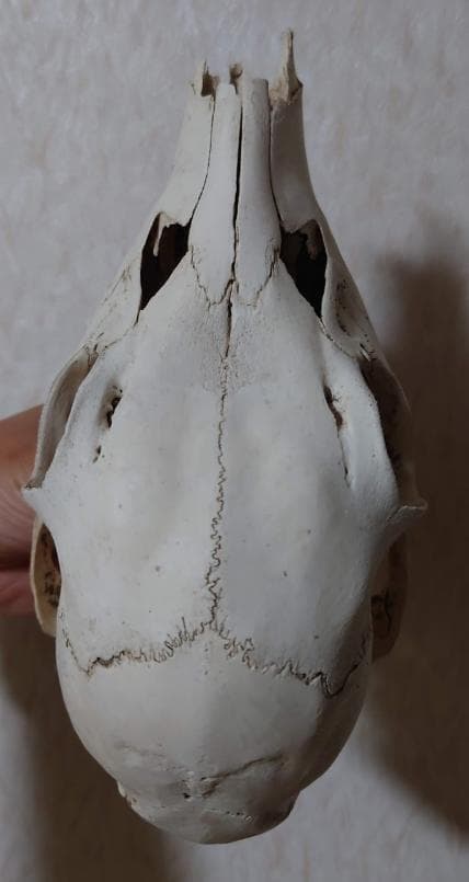 シカの頭蓋骨（小ぶり）