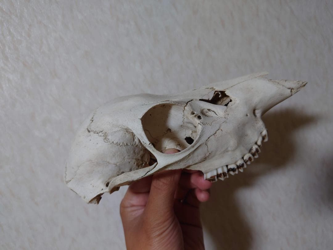 シカの頭蓋骨（小ぶり）