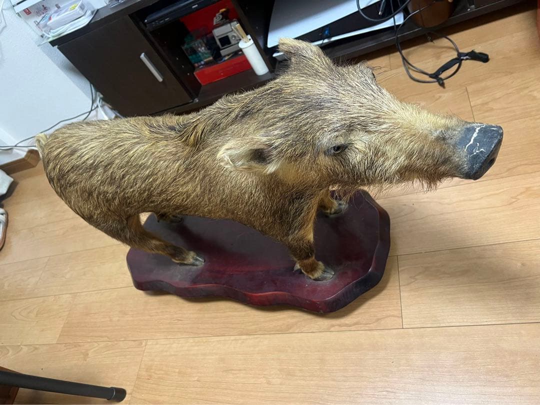 イノシシ剥製