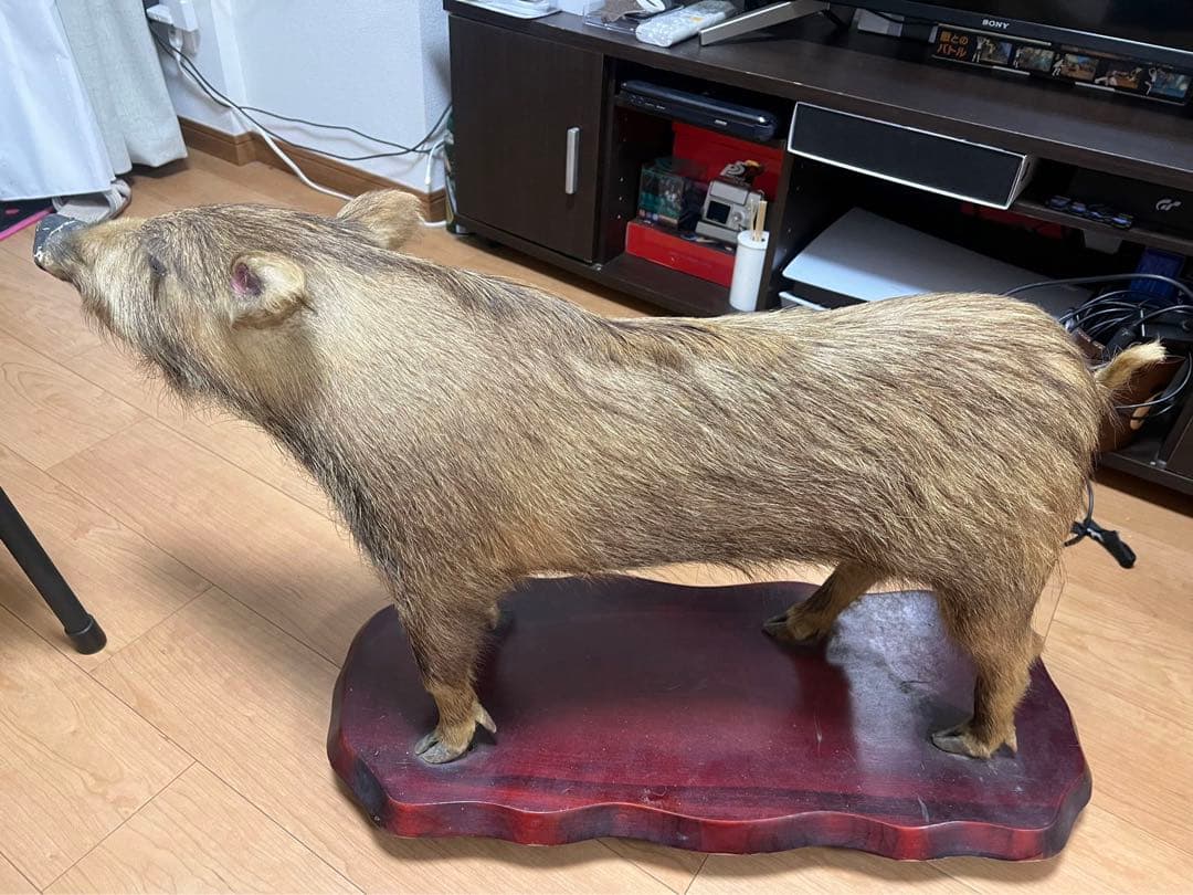 イノシシ剥製