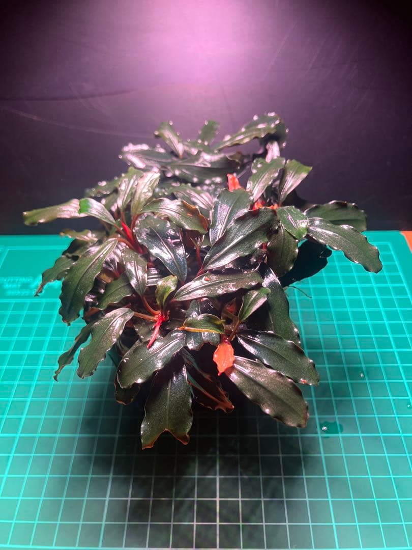 s.k.cさん専用　ブラウニーゴースト2ポット