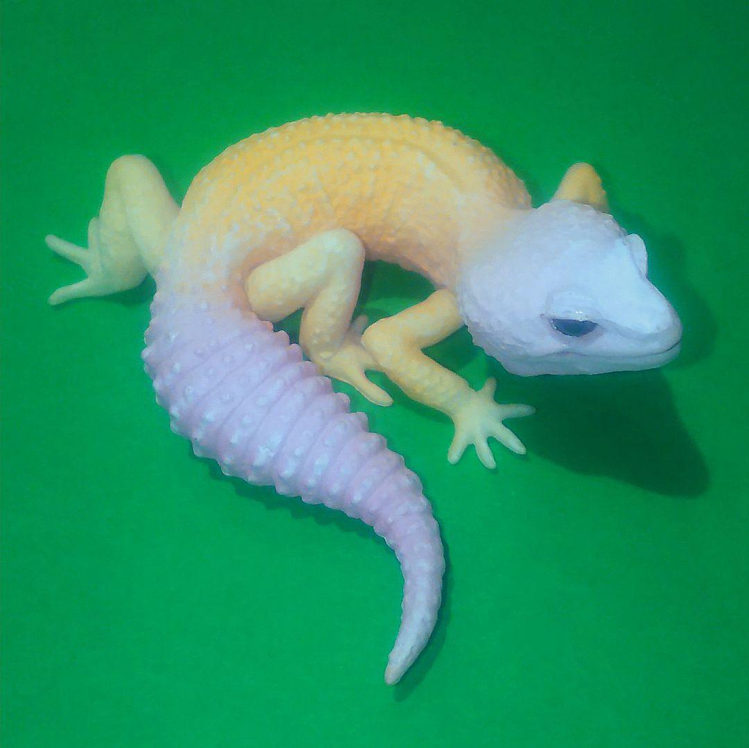 ヒョウモントカゲモドキ（ブリザード） ヤモリ大全