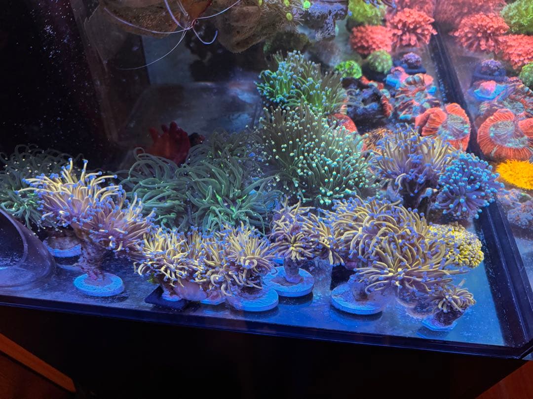 きりん出品ページ