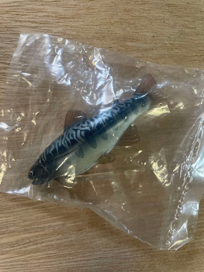 原色淡水魚図鑑I 限定版　ヤマメ×アメマス