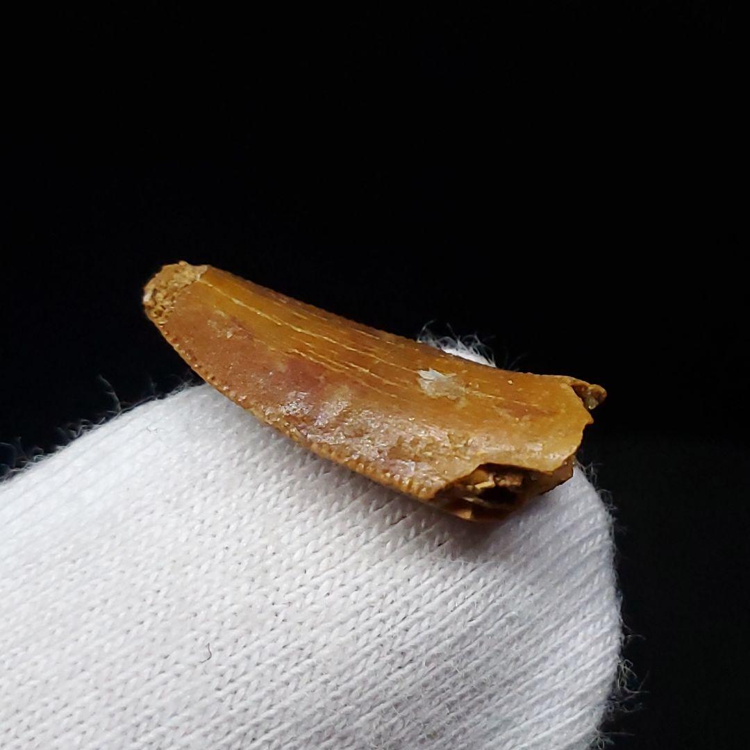 美品 ラプトル 化石 歯 恐竜 本物 モロッコ産 17.45mm fra5