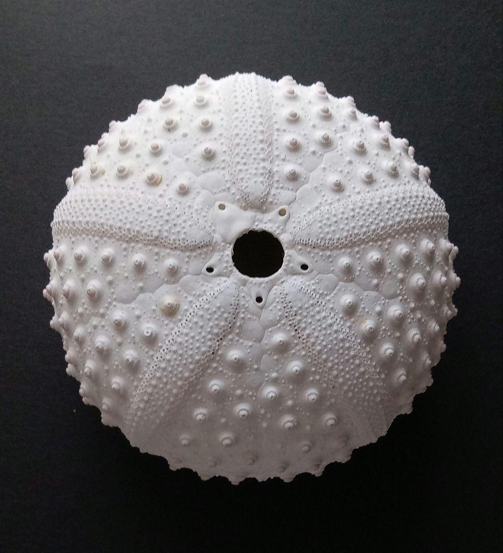 天然素材　ウニ殻　シーウーチン　綺麗なガンガゼ　標本