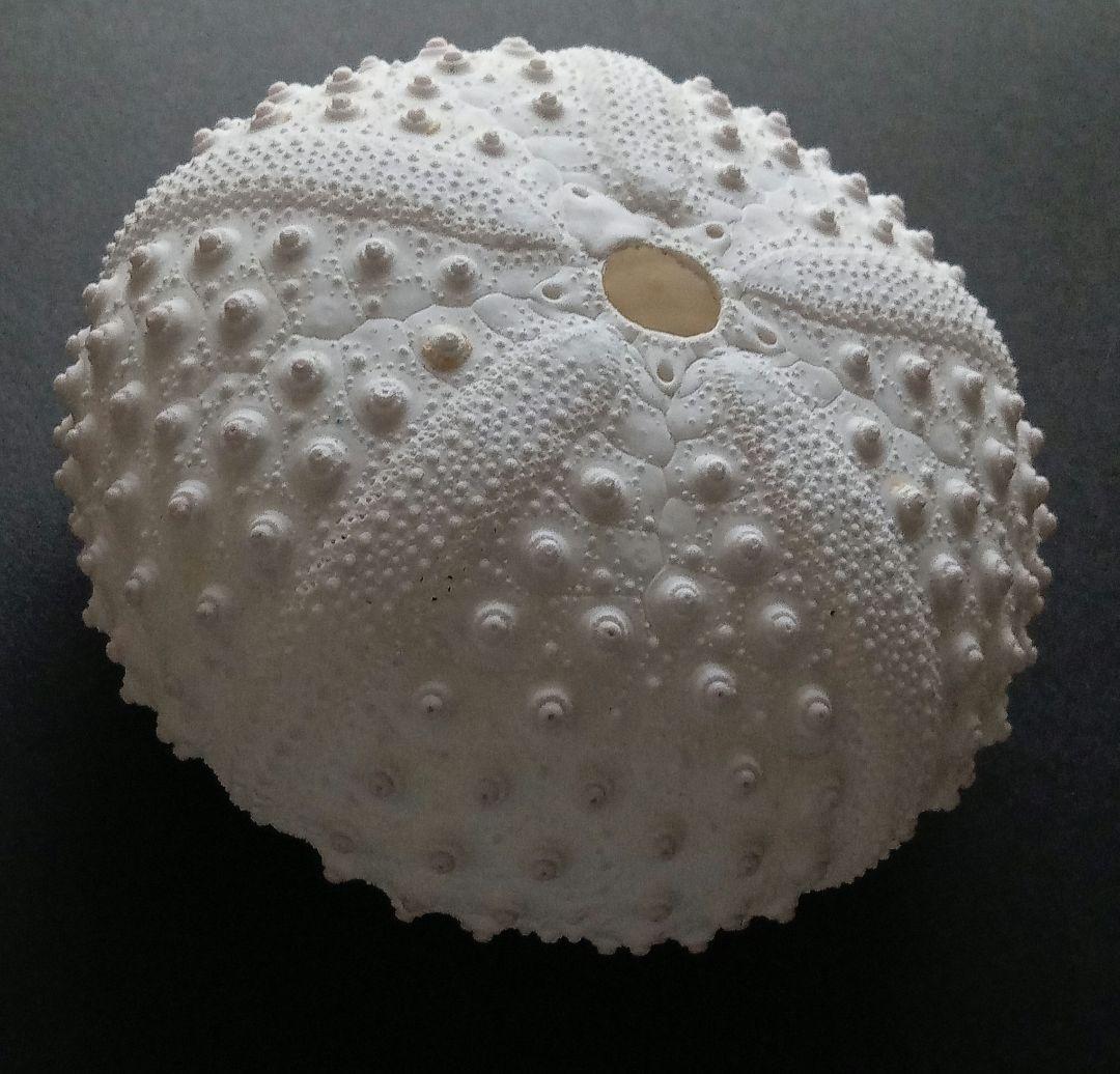 天然素材　ウニ殻　シーウーチン　綺麗なガンガゼ　標本