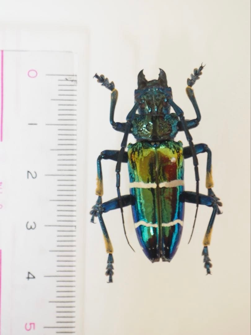 インドネシア　美麗カミキリムシ（すれ欠け無し）