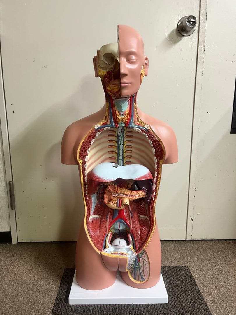 人体模型 トルソー模型 全身解剖モデル 内臓取り外し式 医療 教育用 等身大