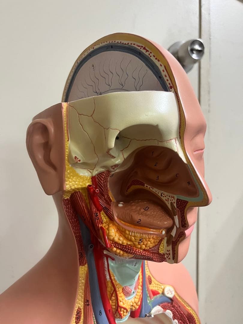 人体模型 トルソー模型 全身解剖モデル 内臓取り外し式 医療 教育用 等身大