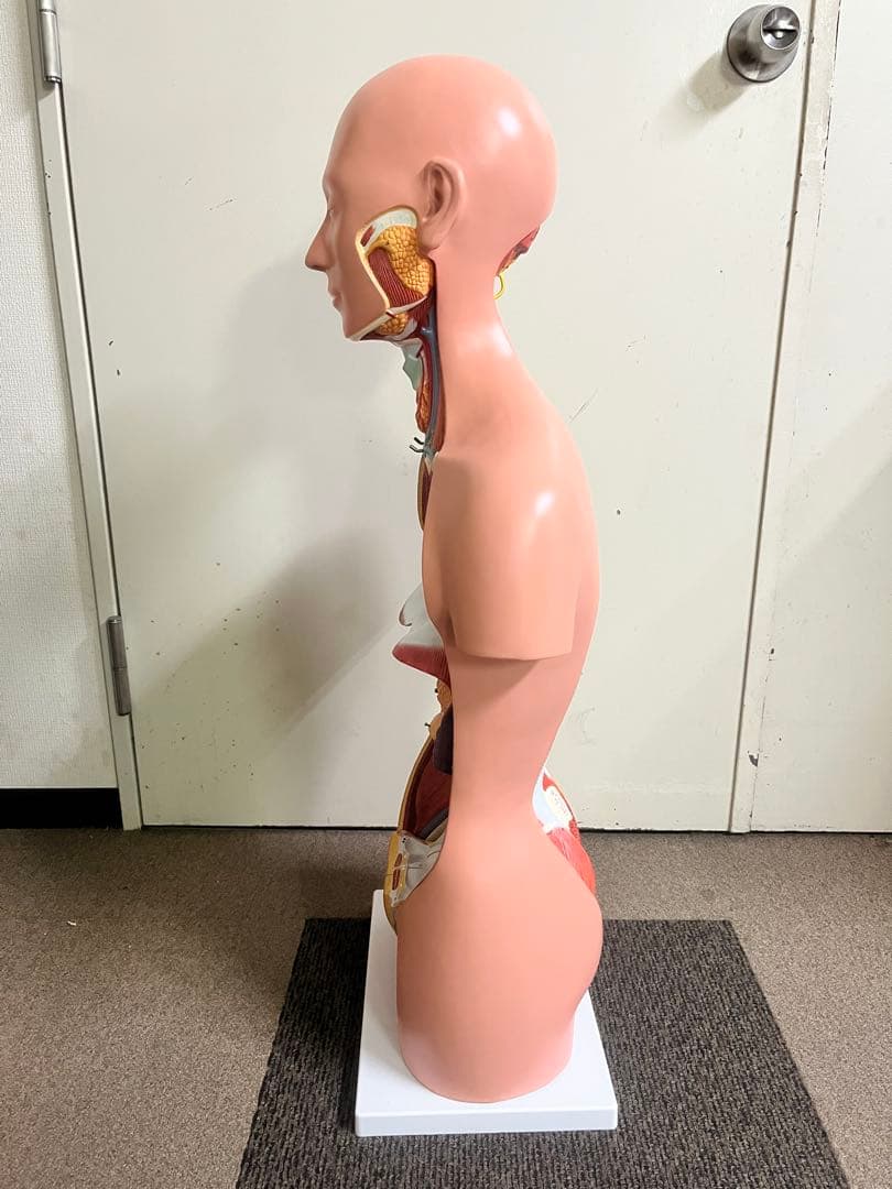 人体模型 トルソー模型 全身解剖モデル 内臓取り外し式 医療 教育用 等身大