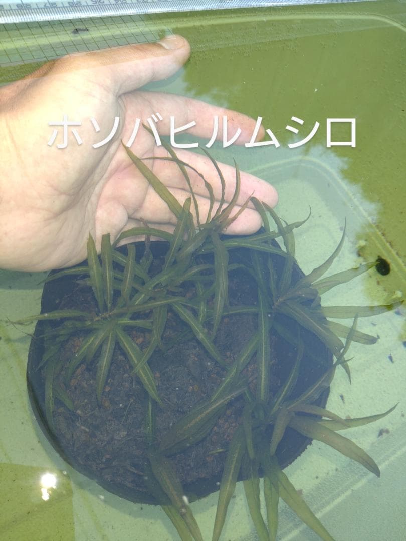 ホソバヒルムシロ