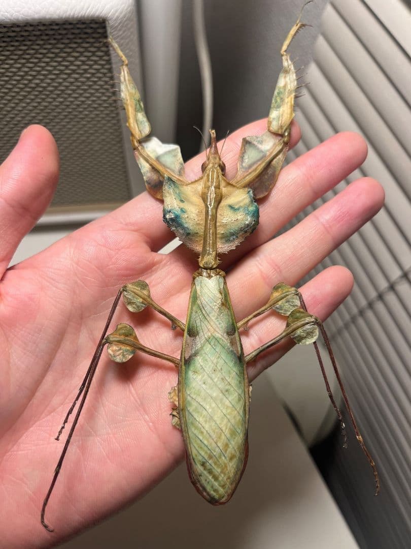 【114mm】ニセハナマオウカマキリ マンティス 昆虫標本　直翅類