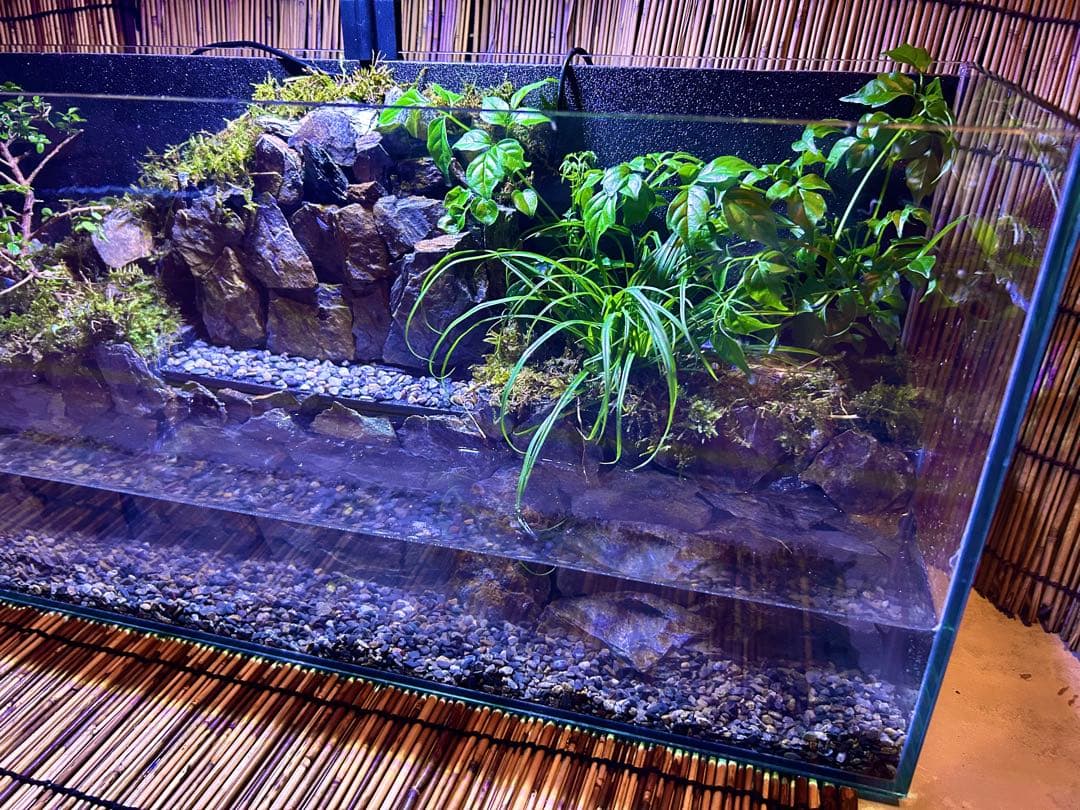 水の流れる滝テラリウム水槽　オールガラス60