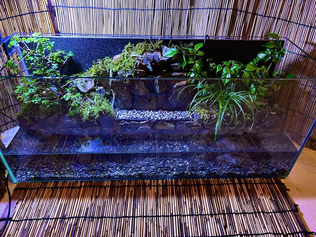 水の流れる滝テラリウム水槽　オールガラス60