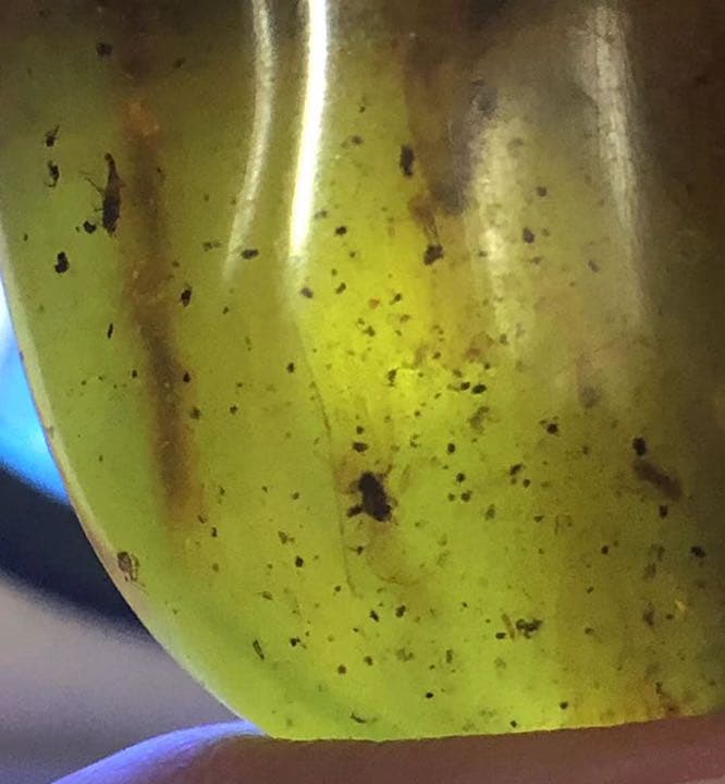 琥珀 虫入り アンバー  こはく 天然 ユニーク 天然石 虫入り プレゼント