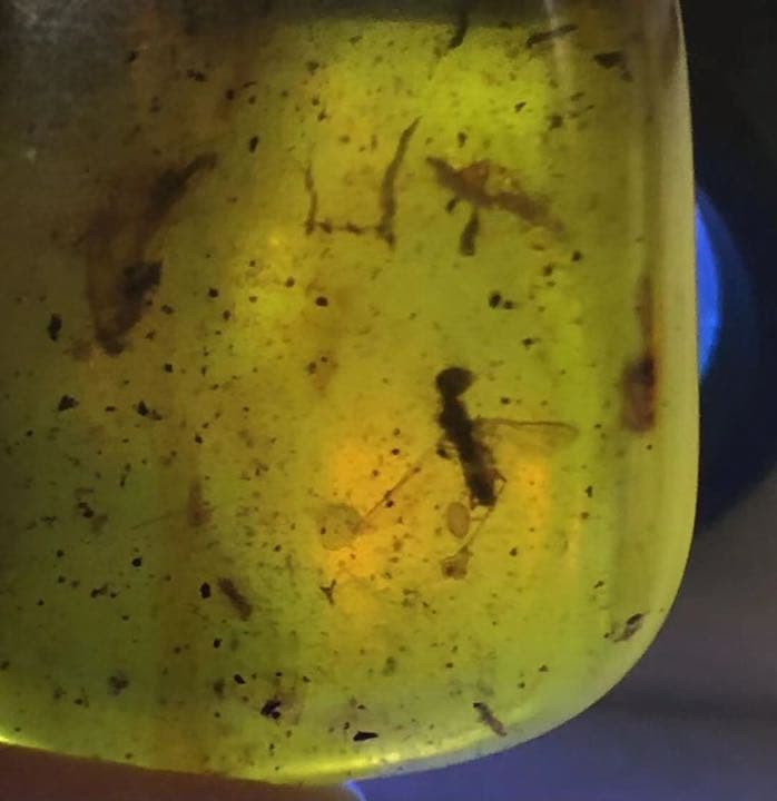 琥珀 虫入り アンバー  こはく 天然 ユニーク 天然石 虫入り プレゼント