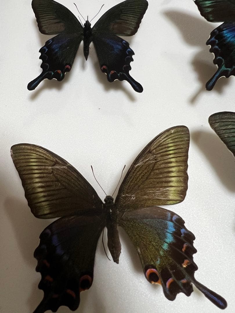 蝶標本 希少ミヤマカラスアゲハ標本ガラス木箱現状品のみ41x50x6cm