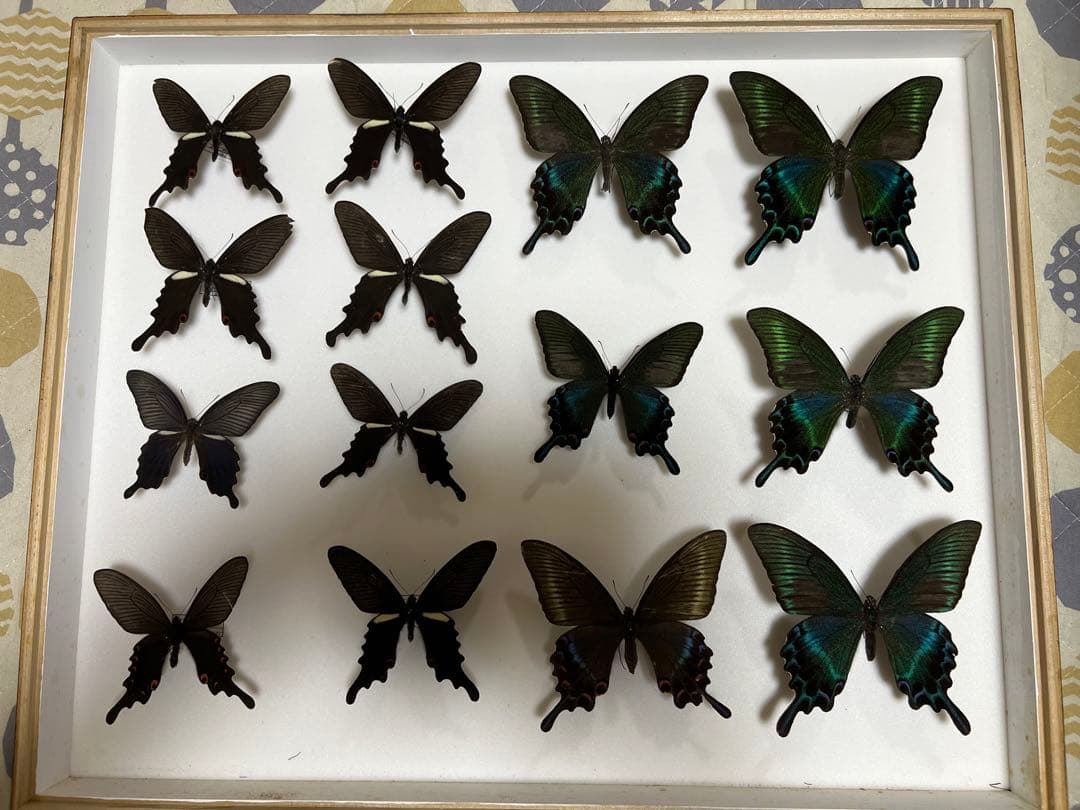 蝶標本 希少ミヤマカラスアゲハ標本ガラス木箱現状品のみ41x50x6cm