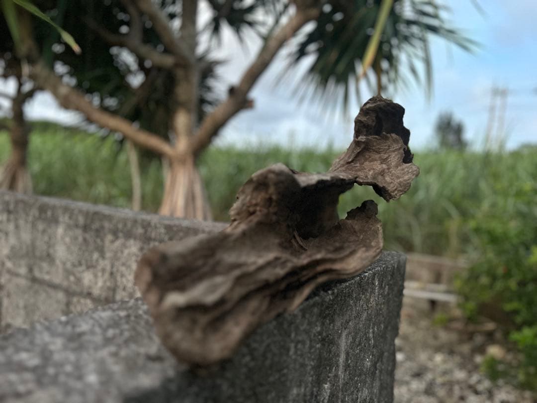 流木 インテリアやアクアリウムにオススメ