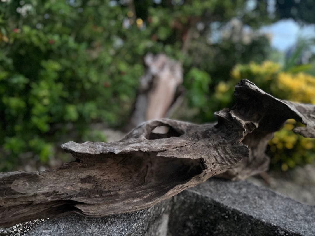 流木 インテリアやアクアリウムにオススメ