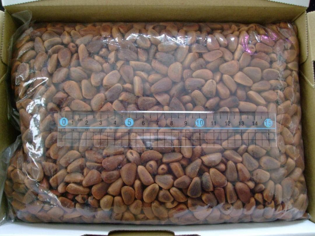 【オウム・インコのおやつ】 北海道産 天然 松の実 1.5kg 木の実