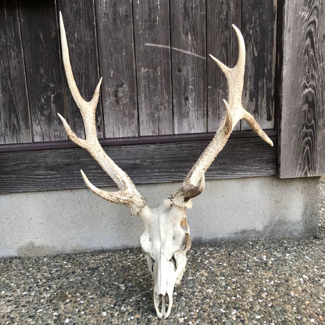 鹿の角　頭部　骨格