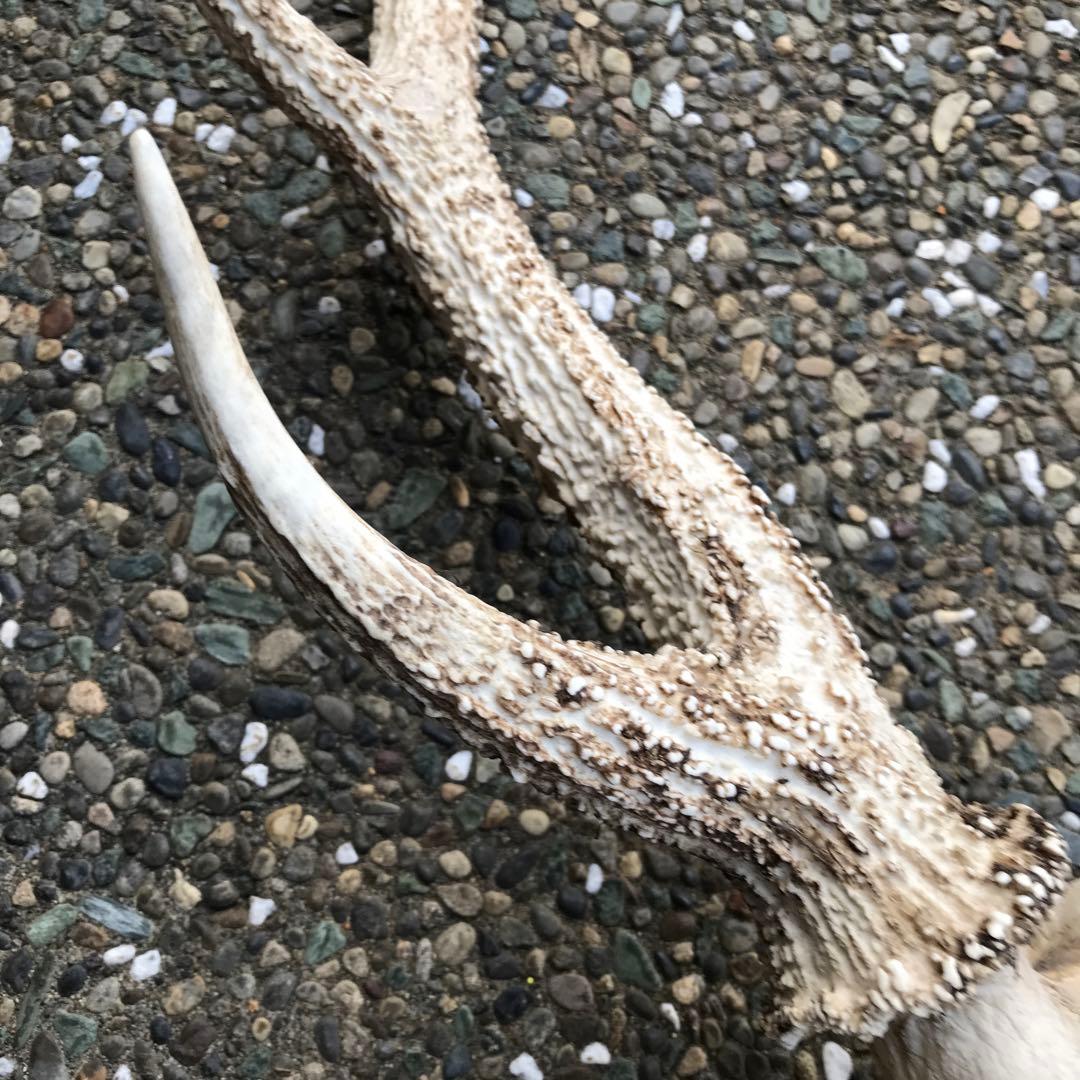鹿の角　頭部　骨格