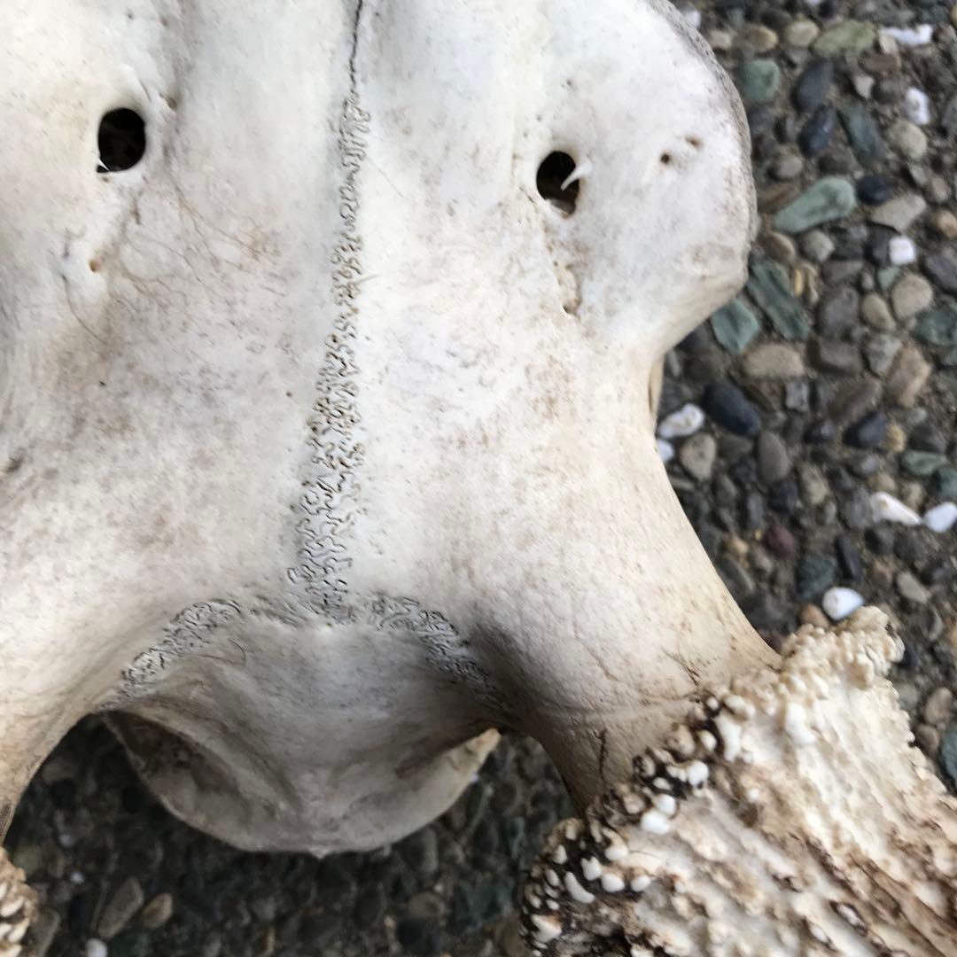 鹿の角　頭部　骨格