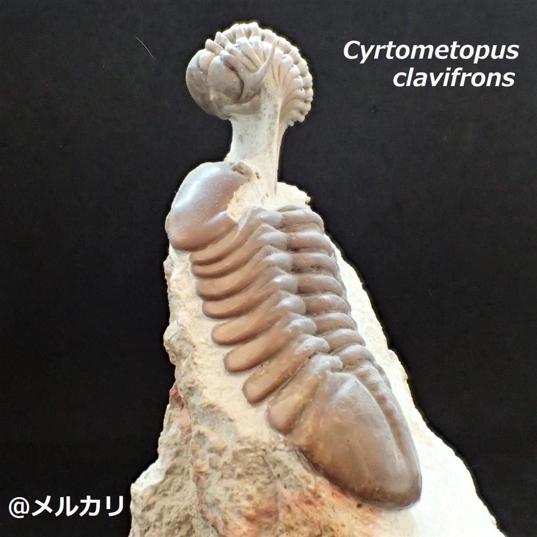 三葉虫の化石 美麗 キルトメトプス 本物保証