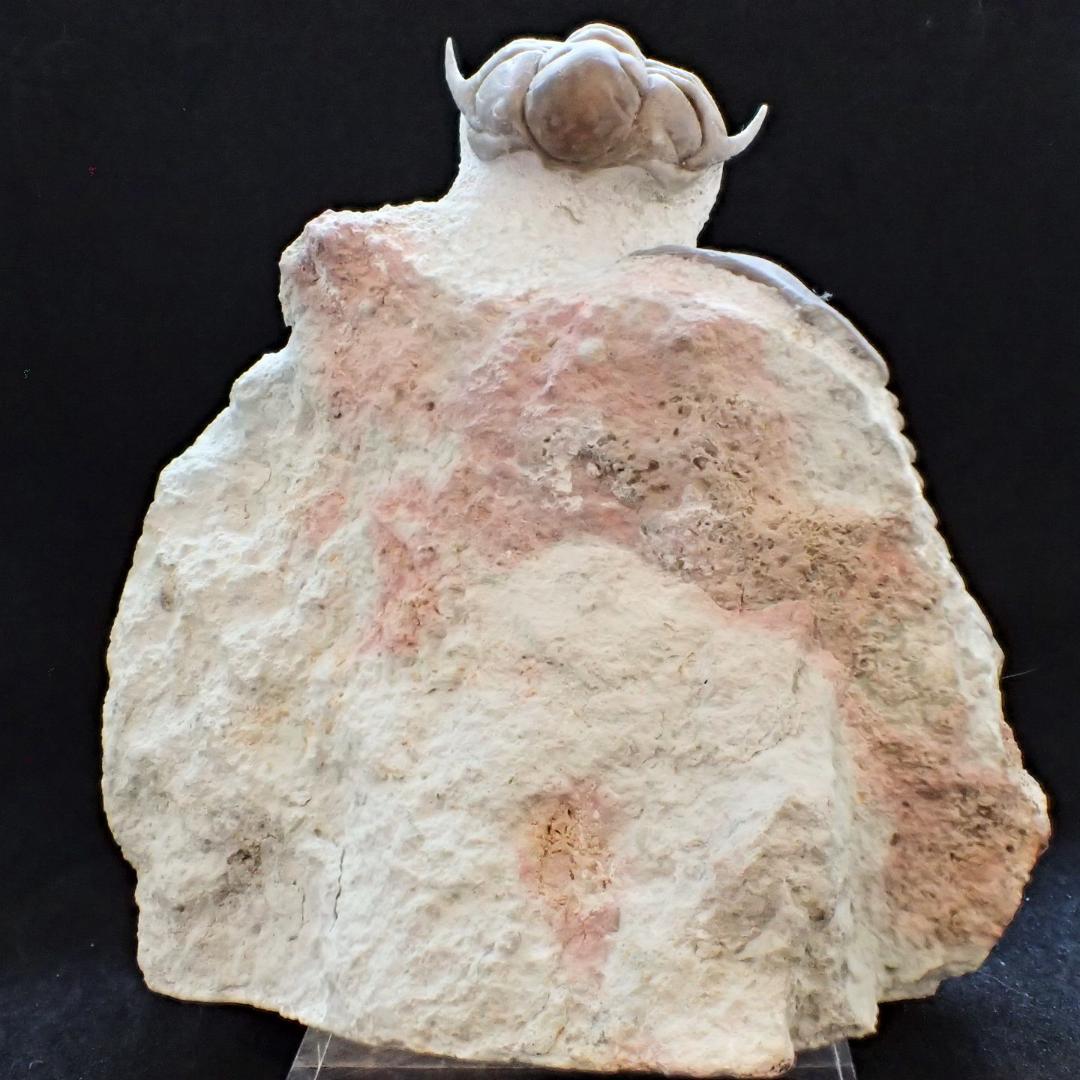 三葉虫の化石 美麗 キルトメトプス 本物保証