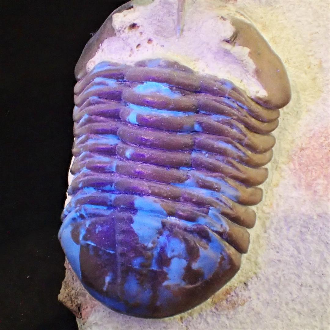 三葉虫の化石 美麗 キルトメトプス 本物保証