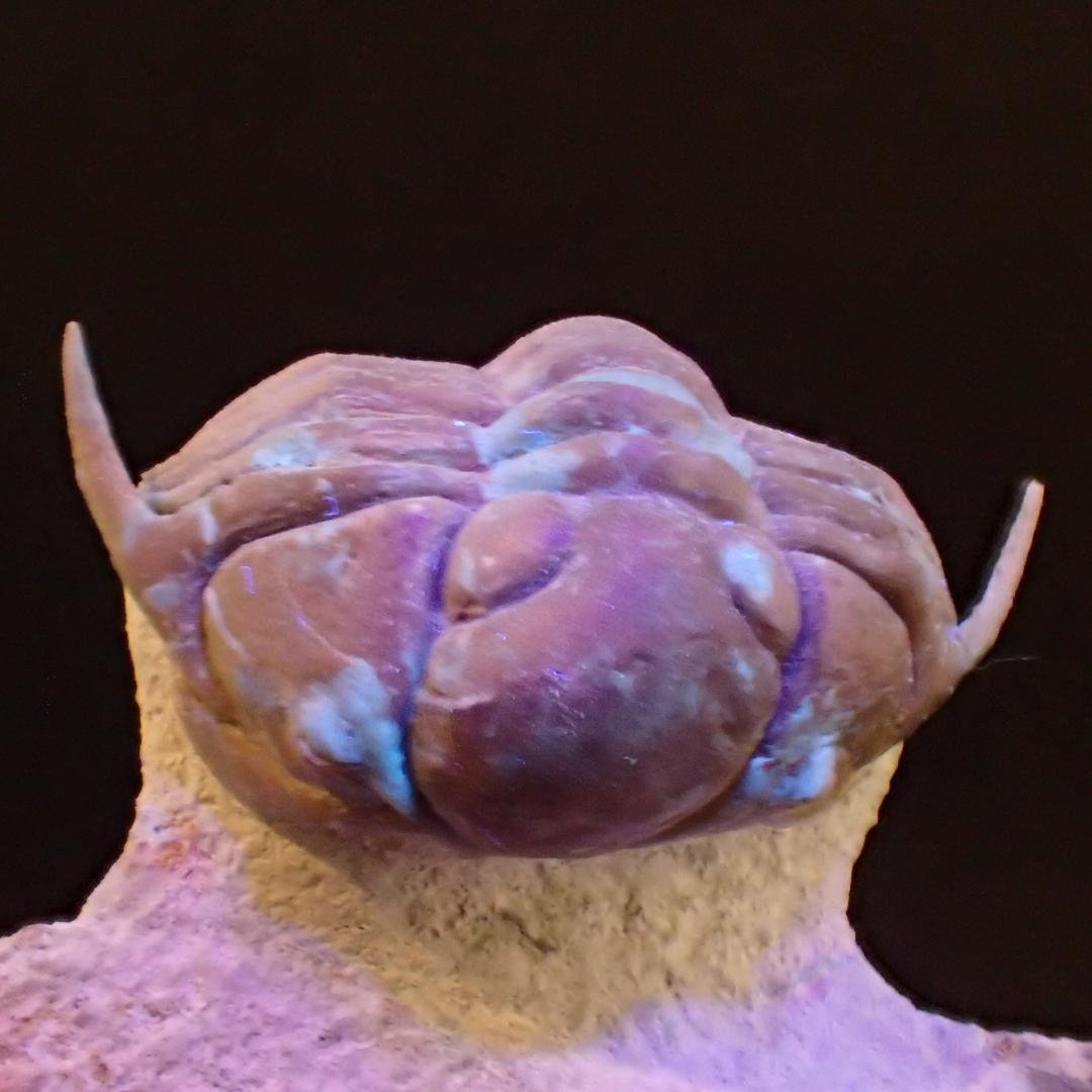 三葉虫の化石 美麗 キルトメトプス 本物保証