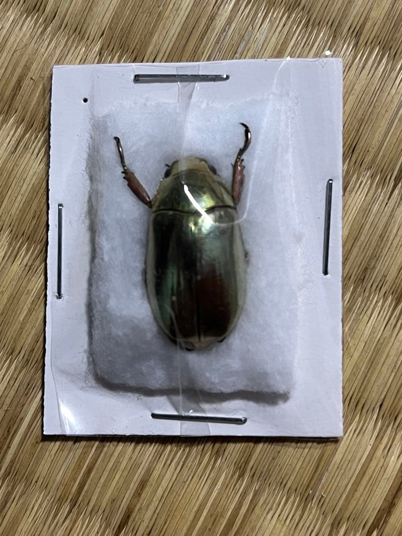 シュトラッセンプラチナコガネ　ホンジュラス産