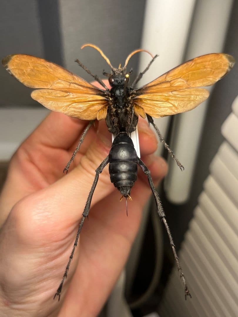 【50mm程】タランチュラホーク バードイータームカデサソリ標本ハチ蜂スズメバチ