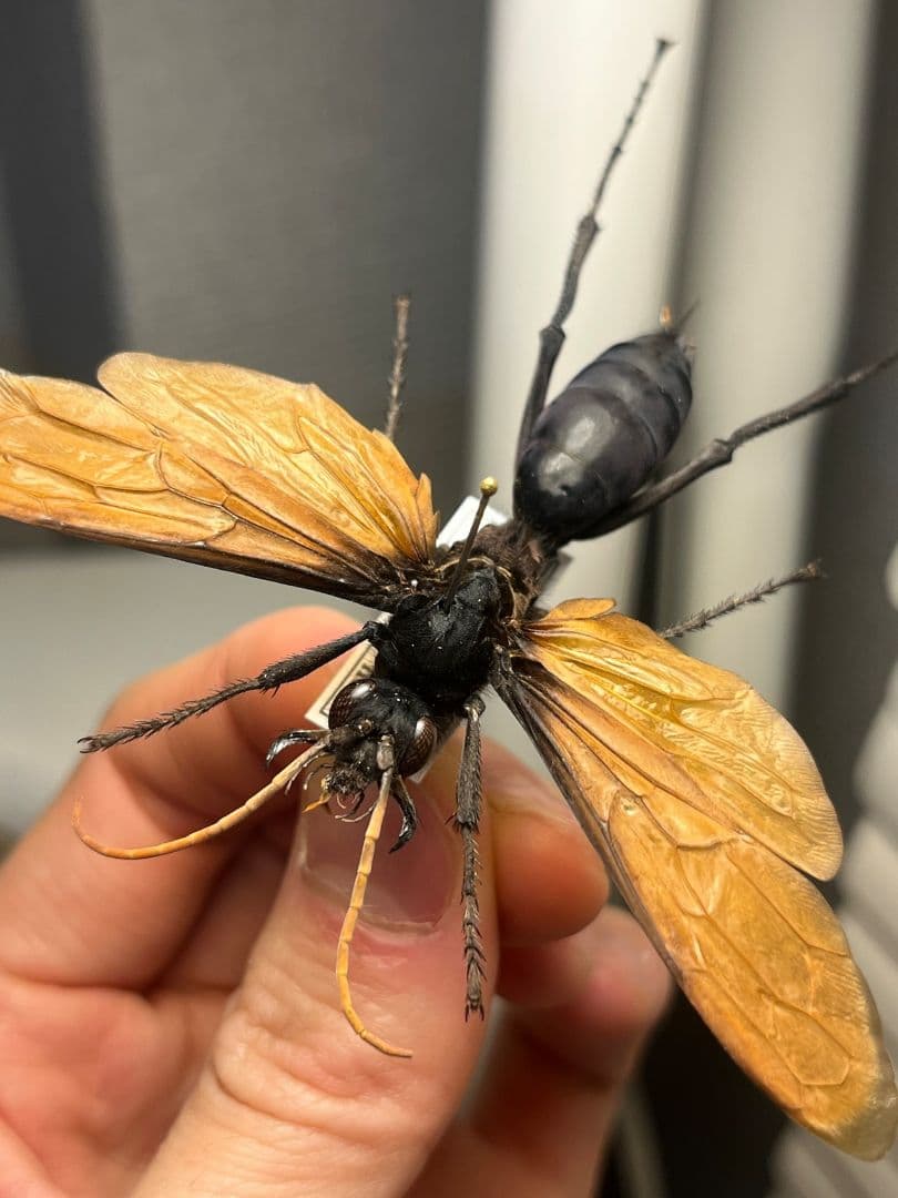 【50mm程】タランチュラホーク バードイータームカデサソリ標本ハチ蜂スズメバチ