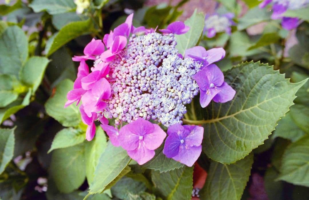 Canon EOS Rebel Ti フィルムカメラ　標準ズームレンズ付