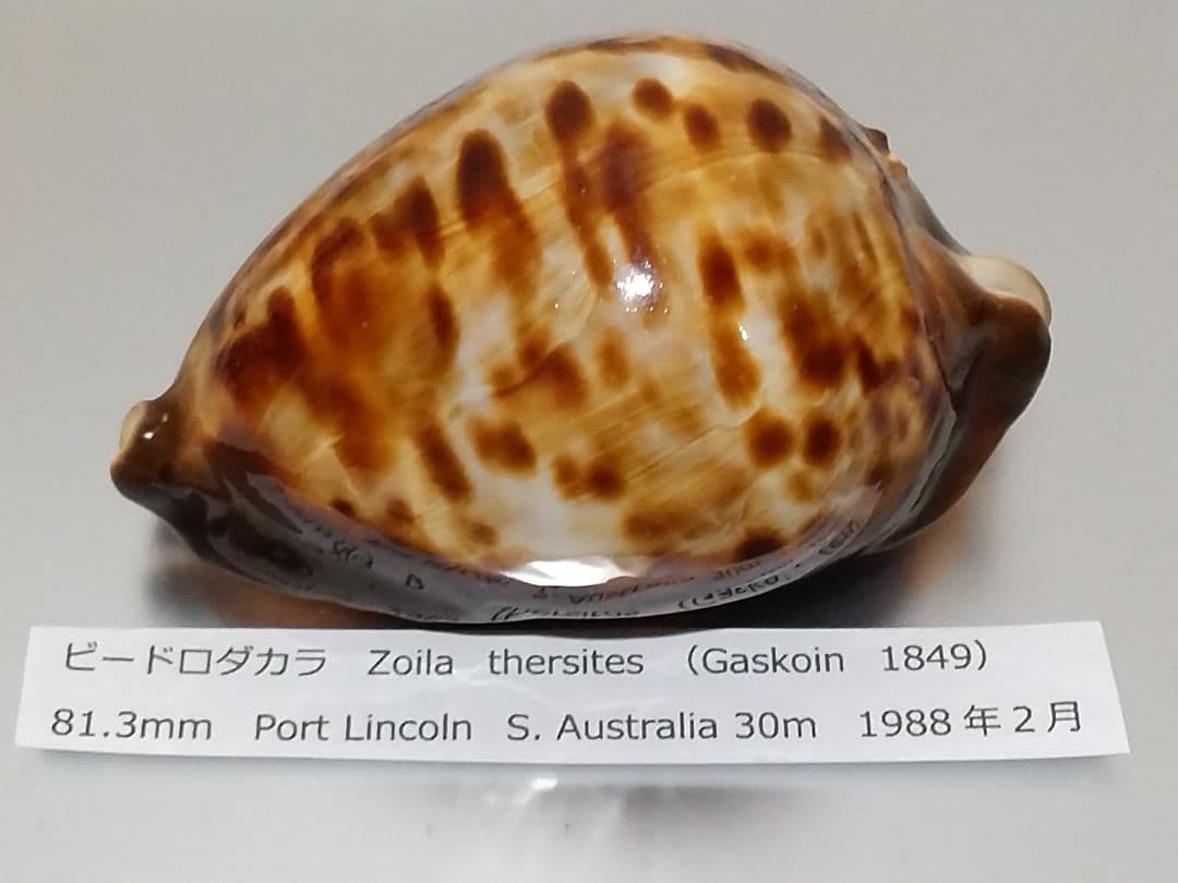 貝殻 ビードロダカラ (タカラガイ科)