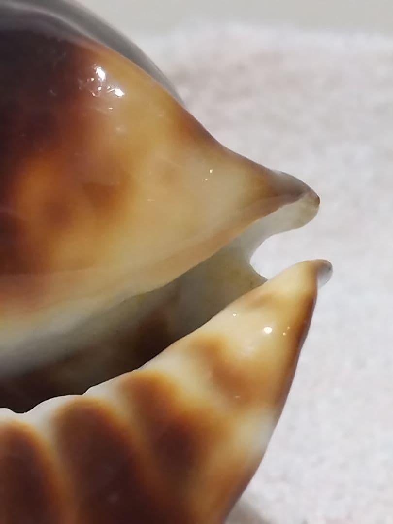 貝殻 ビードロダカラ (タカラガイ科)