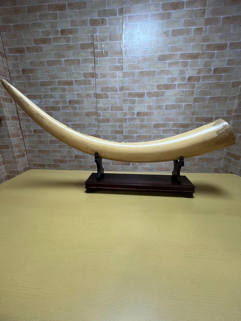 一本牙　象牙風レプリカ　置き物　長さ約81cm 置き台付　樹脂か練り物
