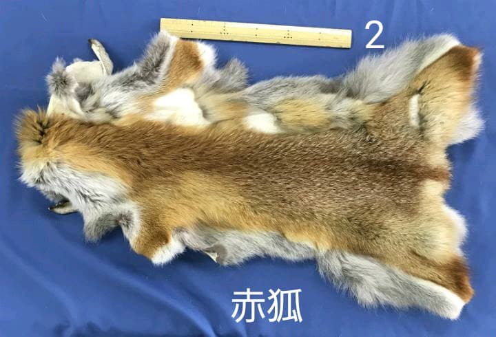 ろく様107【毛皮】赤狐処分No2、顔、脚、尾