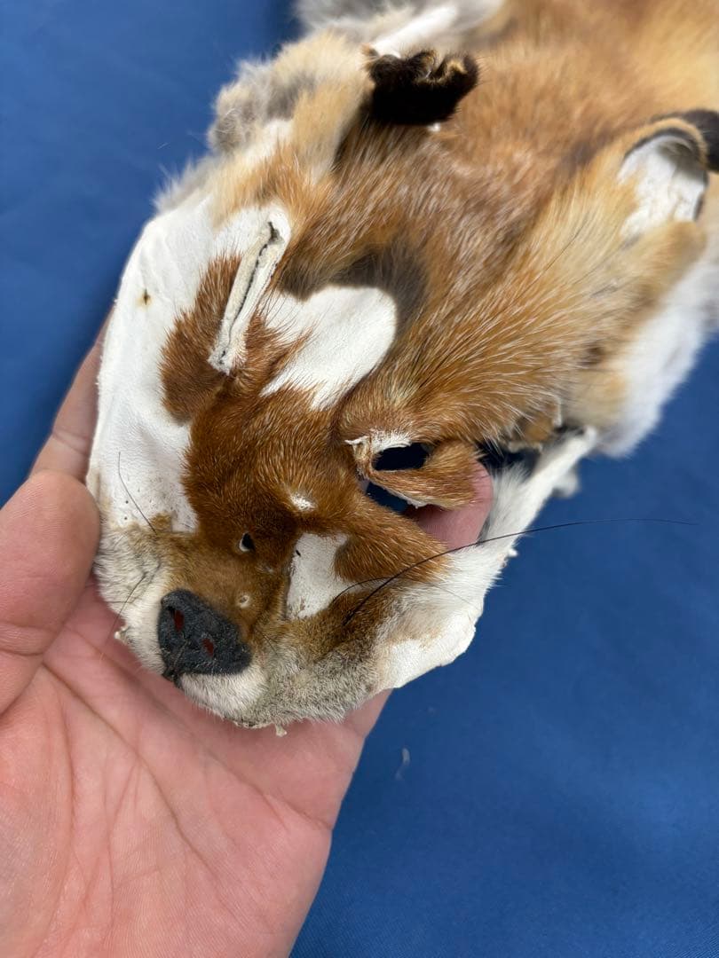 ろく様107【毛皮】赤狐処分No2、顔、脚、尾